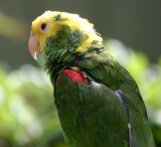 belby parrot